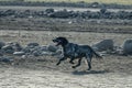 English setter hunting dog running on the water Royalty Free Stock Photo