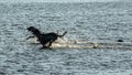 English setter hunting dog running on the water Royalty Free Stock Photo