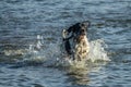 English setter hunting dog running on the water Royalty Free Stock Photo