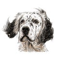 English setter