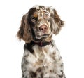 English Setter, 6 months old, in front of white background Royalty Free Stock Photo