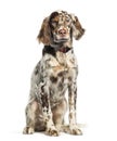 English Setter, 6 months old