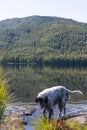 English setter near the water. Hunting dog on holiday. Siberia Royalty Free Stock Photo