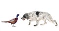 English setter and pheasant