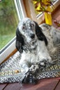 English setter portrait