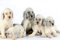 English Setter puppies