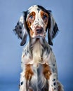 English Setter puppy dog portrait