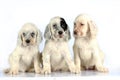 English Setter pups