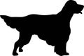 English Setter silhouette black