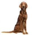 English setter sitting in white photo studio Royalty Free Stock Photo