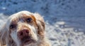 English Setter in the snow looking into the camera.