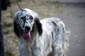 English setter stay on a field. Hunting dog. Royalty Free Stock Photo