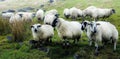 English Sheep