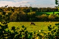 English sheep grazing in a meadow, typical British green pasture Royalty Free Stock Photo