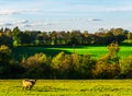 English sheep grazing in a meadow, typical British green pasture Royalty Free Stock Photo