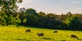 English sheep grazing in a meadow, typical British green pasture Royalty Free Stock Photo