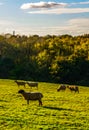 English sheep grazing in a meadow, typical British green pasture Royalty Free Stock Photo