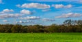 English sheep grazing in a meadow, typical British green pasture Royalty Free Stock Photo