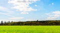 English sheep grazing in a meadow, typical British green pasture Royalty Free Stock Photo