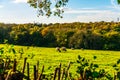 English sheep grazing in a meadow, typical British green pasture Royalty Free Stock Photo