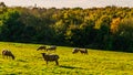 English sheep grazing in a meadow, typical British green pasture Royalty Free Stock Photo