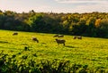 English sheep grazing in a meadow, typical British green pasture Royalty Free Stock Photo