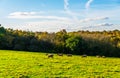 English sheep grazing in a meadow, typical British green pasture Royalty Free Stock Photo