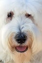 English sheepdog