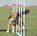 English Shepherd at Dog Agility Trial Royalty Free Stock Photo