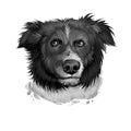 English Shepherd, Farm Collie dog digital art illustration isolated on white background. England origin herding dog. Cute pet hand