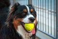 English shepherd herding dog holds the ball