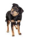 English Shepherd Mixed Breed Dog Standing