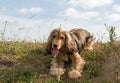 English Show Cocker Spaniel Puppy Panting Royalty Free Stock Photo