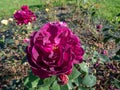 English Shrub Rose \'Darcey Bussell\' flowering with deep, rich crimson-pink flowers in summer Royalty Free Stock Photo