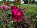 English Shrub Rose \'Darcey Bussell\' flowering with deep, rich crimson-pink flowers in summer Royalty Free Stock Photo