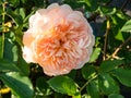 English Shrub Rose Bred By David Austin \'Port Sunlight\' .Medium-large, flat, quartered rosettes of rich apricot Royalty Free Stock Photo