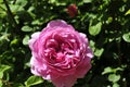 Barona Rose Garden Series - Princess Alexandra of Kent - Fragrant Pink Rosa Centifolia Royalty Free Stock Photo