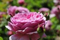 Barona Rose Garden Series - Princess Alexandra of Kent - Fragrant Pink Rosa Centifolia Royalty Free Stock Photo
