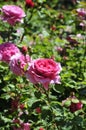 Barona Rose Garden Series - Princess Alexandra of Kent - Fragrant Pink Rosa Centifolia Royalty Free Stock Photo