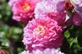 Barona Rose Garden Series - Christopher Marlowe - Fragrant Pink Rosa Centifolia Royalty Free Stock Photo
