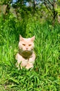 English sleek-haired cat