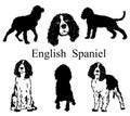 English spaniel set. Collection of pedigree dogs. Black white illustration of a english spaniel dog. Vector drawing of a