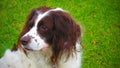 English Springer dog