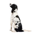 English Springer Spaniel (1 year) Royalty Free Stock Photo