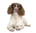 English Springer Spaniel (10 months) Royalty Free Stock Photo