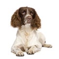 English Springer Spaniel (10 months) Royalty Free Stock Photo