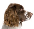 English Springer Spaniel (10 months) Royalty Free Stock Photo