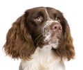 English Springer Spaniel, 10 months old