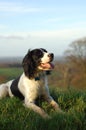 English Springer Spaniel