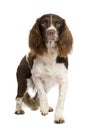 English Springer Spaniel (2 years)